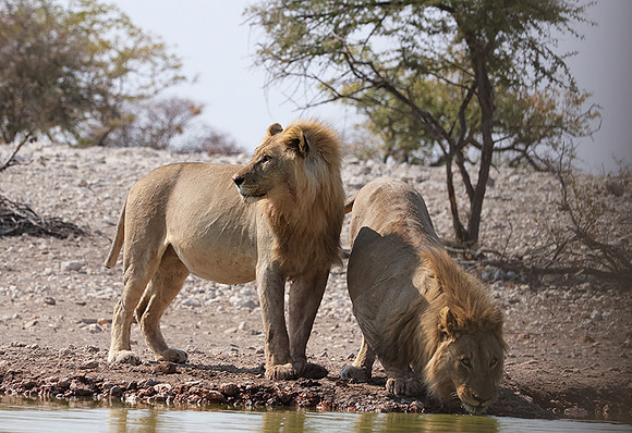 Ongava Private Reserve