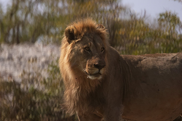 Ongava Private Reserve