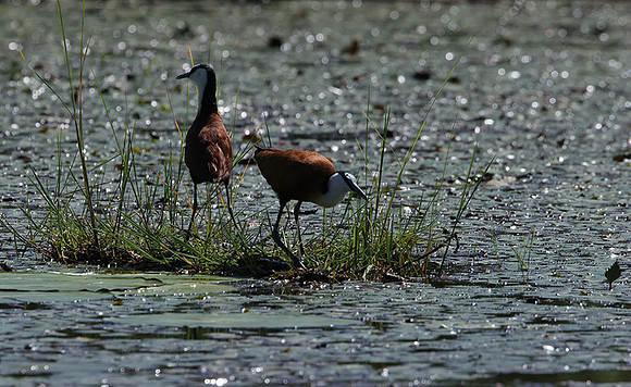 African jacana - Delta Of Okavango