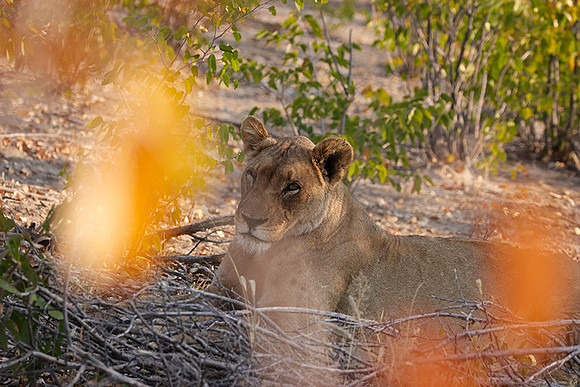 Ongava Private Reserve