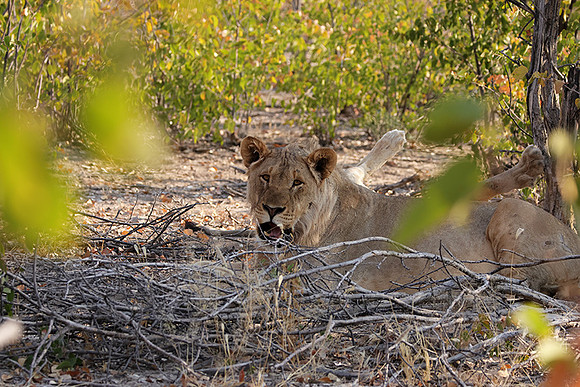 Ongava Private Reserve