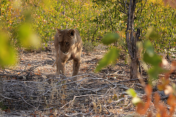 Ongava Private Reserve