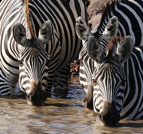 Serengeti - Grumeti Private Reserve