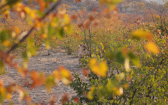 Ongava Private Reserve