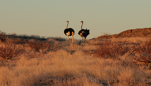 Damaraland
