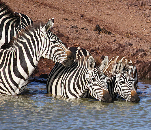 Serengeti - Grumeti Private Reserve