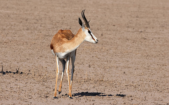 Nxai Pan
