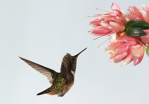 Volcano humming bird