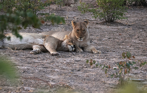 Ongava Private Reserve