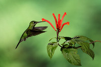 Green-crowned brilliant