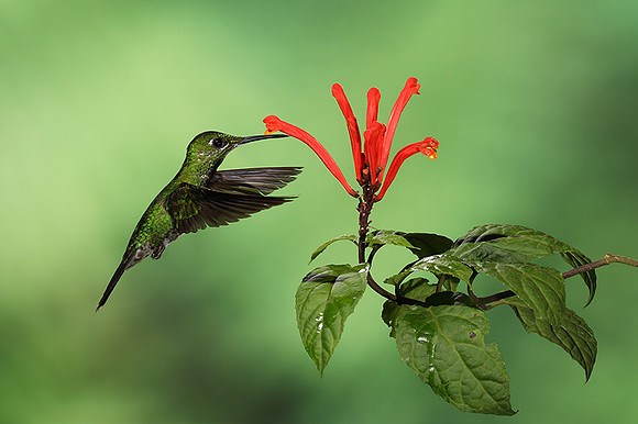Green-crowned brilliant