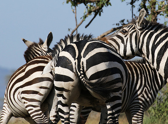 Serengeti - Grumeti Private Reserve