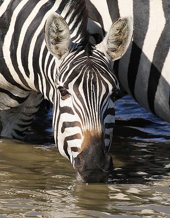 Serengeti - Grumeti Private Reserve