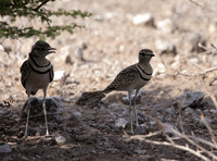 Double-banded courser - Tau Pan