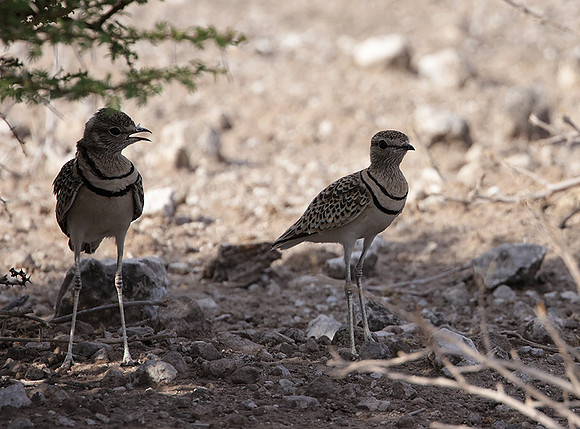 Double-banded courser - Tau Pan