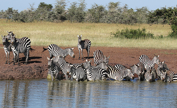 Serengeti - Grumeti Private Reserve