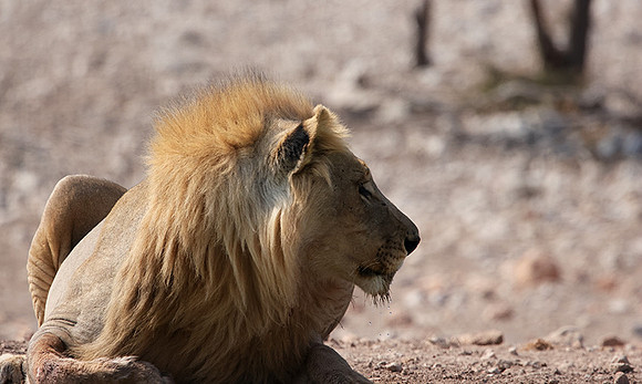 Ongava Private Reserve