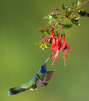 Lesser violetear