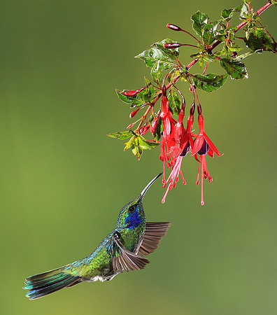 Lesser violetear