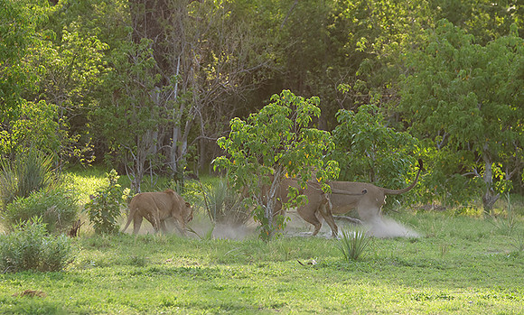 Delta of Okavango