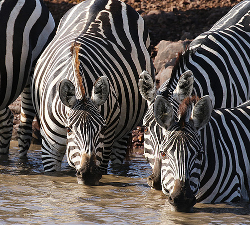 Serengeti - Grumeti Private Reserve