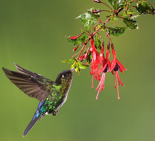 Fiery throated colibri