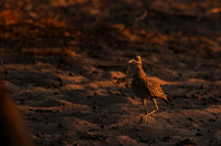 Spotted thick-knee - Tau Pan