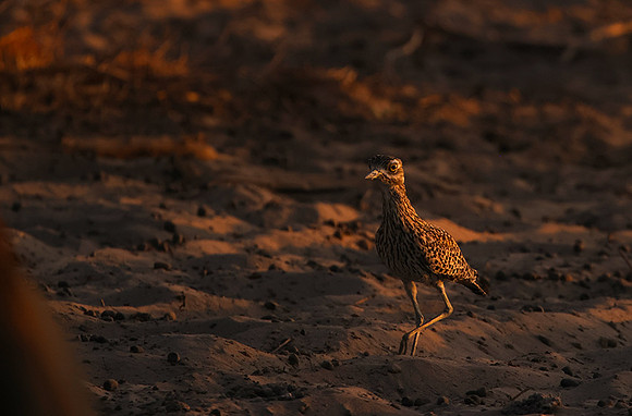 Spotted thick-knee - Tau Pan