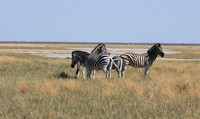 Nxai Pan