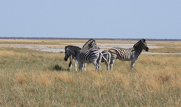 Nxai Pan