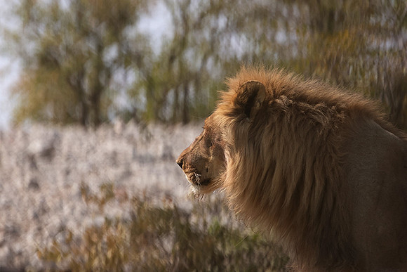Ongava Private Reserve