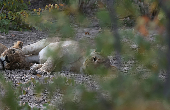 Ongava Private Reserve