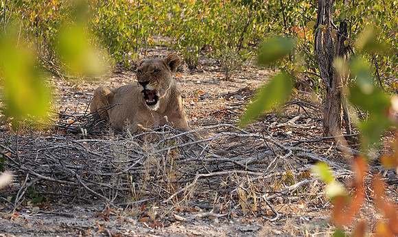 Ongava Private Reserve