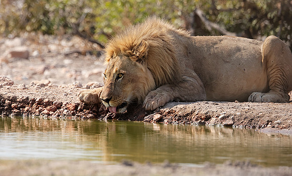Ongava Private Reserve