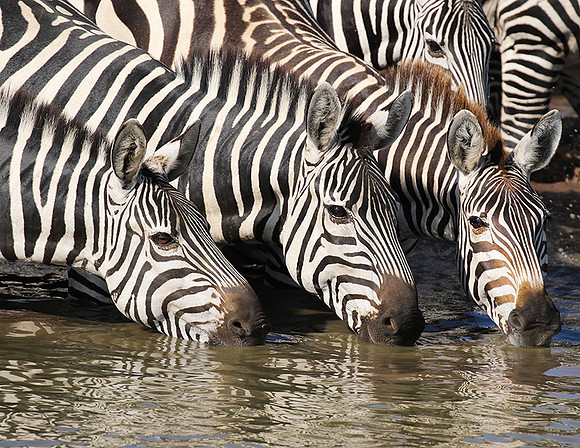 Serengeti - Grumeti Private Reserve