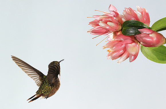 Volcano humming bird