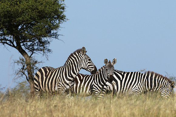 Serengeti - Grumeti Private Reserve