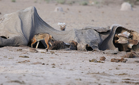 Black-backed jackal - Nxai Pan
