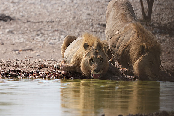 Ongava Private Reserve