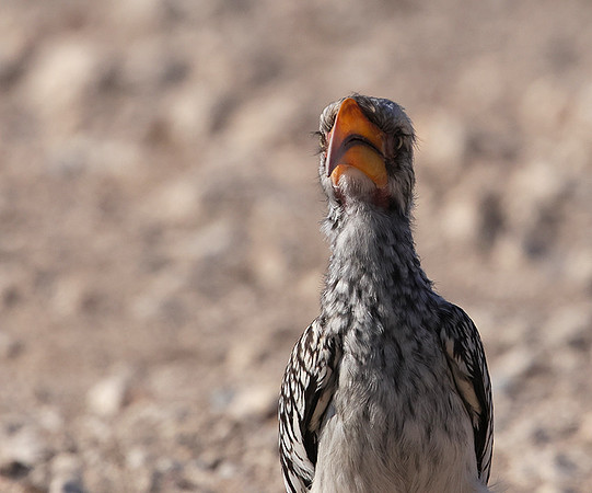 Southern yellow-billed hornbill - Ongava Private Reserve