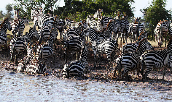 Serengeti - Grumeti Private Reserve