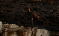 Spotted thick-knee - Tau Pan