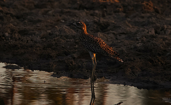 Spotted thick-knee - Tau Pan