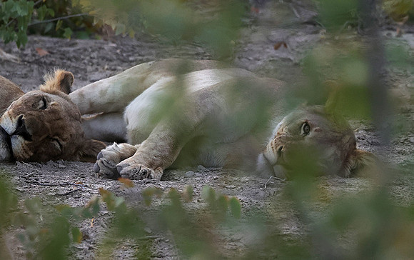 Ongava Private Reserve