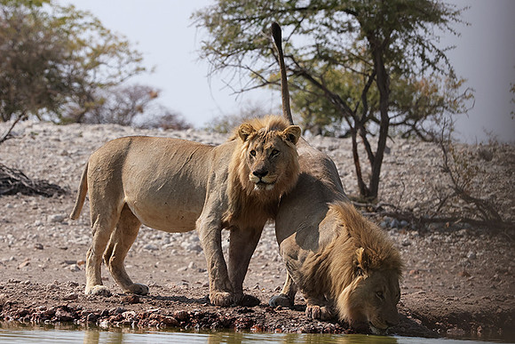 Ongava Private Reserve
