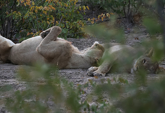 Ongava Private Reserve