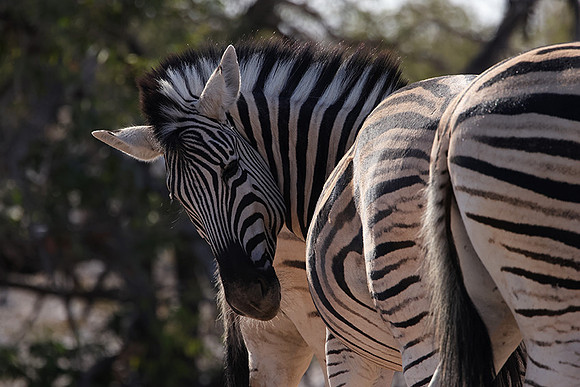 Burchell's zebra - Ongava Private Reserve