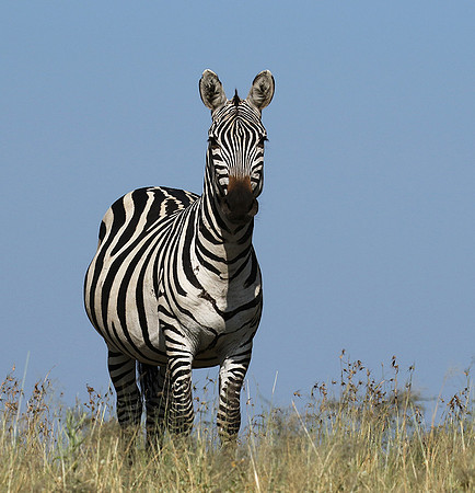 Serengeti - Grumeti Private Reserve