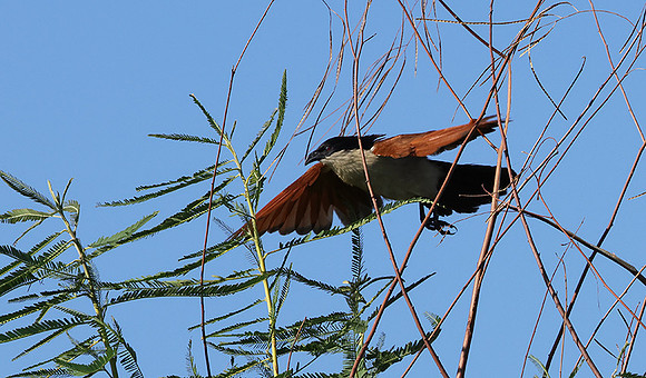 Coppery-tailed coucal - Delta of Okavango
