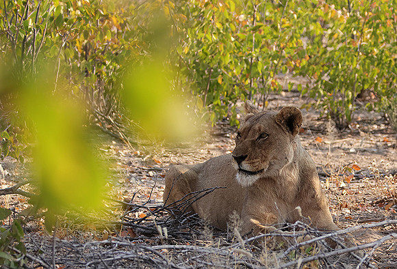 Ongava Private Reserve